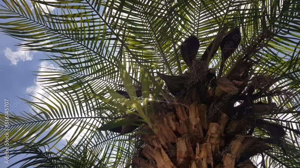 bajo una palmera, dia relajante en la playa, debajo de una palmera, palmera vista desde abajo