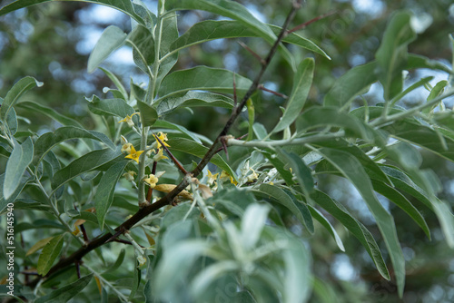 Branch of silver goof with yellow flowers and green leaves photo