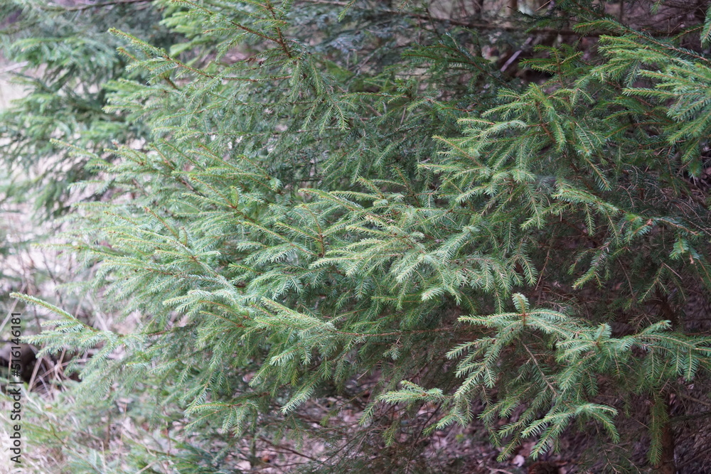 Fototapeta premium foto