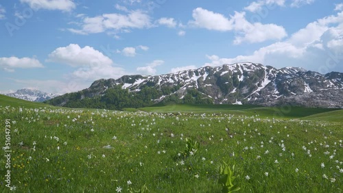 green meadow in Lukavica Plateau in the spring photo