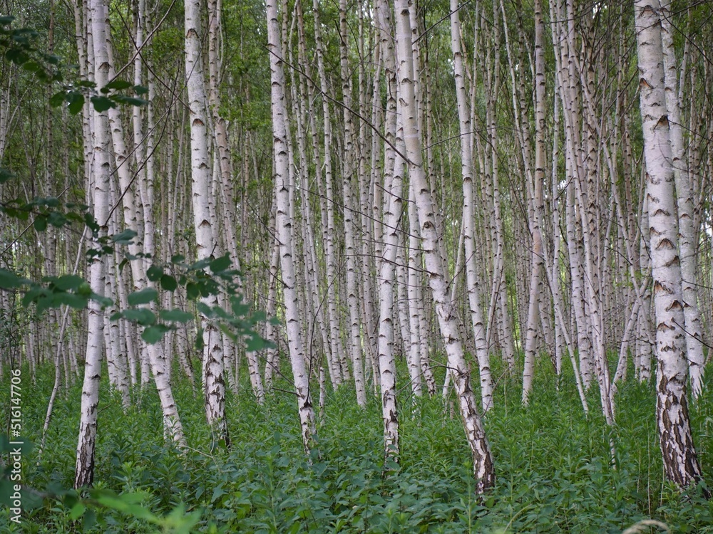 Fototapeta premium A birch is a thin-leaved deciduous hardwood tree of the genus Betula in the family Betulaceae, which also includes alders, hazels, and hornbeams.