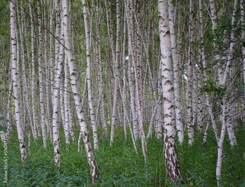 Fototapeta Naklejka Na Ścianę i Meble -  A birch is a thin-leaved deciduous hardwood tree of the genus Betula in the family Betulaceae, which also includes alders, hazels, and hornbeams.

