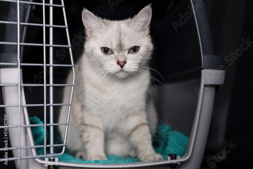 Cute white British Shorthair cat inside pet carrier © New Africa