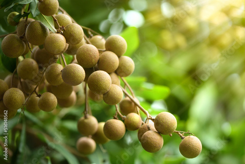 Close-up longan fruits on tree. photo