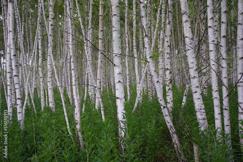 Fototapeta Naklejka Na Ścianę i Meble -  A birch is a thin-leaved deciduous hardwood tree of the genus Betula in the family Betulaceae, which also includes alders, hazels, and hornbeams.


