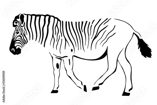 quagga rau zebra profile vector illustration on white 