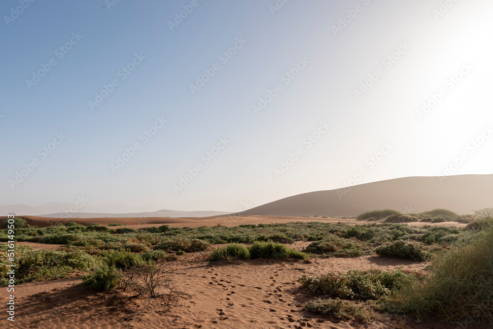 Vegetation surrounded by sand dune in Sossuvlei, Namibia.