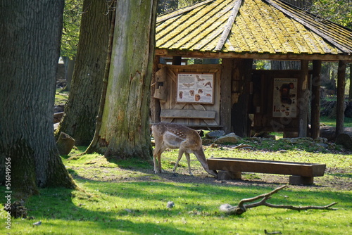 Wisentgehege Springe (Germany)	