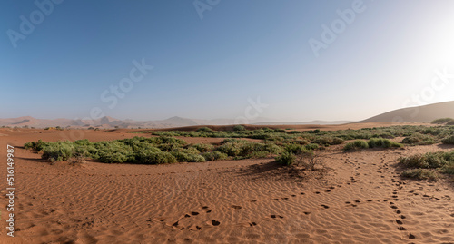 Vegetation surrounded by sand dune in Sossuvlei, Namibia.