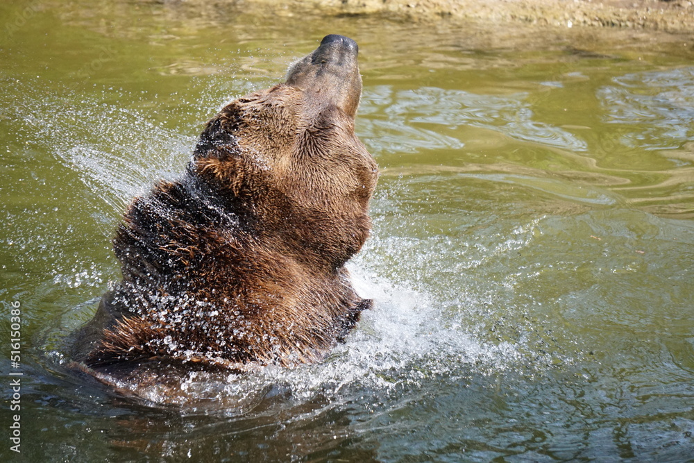 Fototapeta premium Wisentgehege Springe (Germany) 