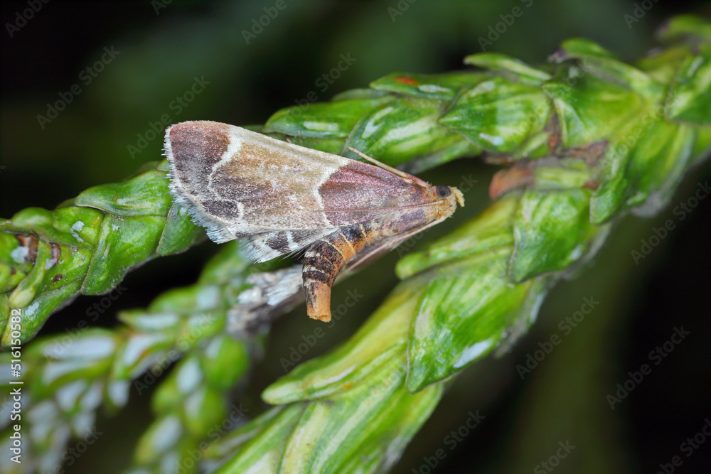 Meal Moth (Pyralis farinalis) imago, garden, grain storage or flour. Meal Moth (Pyralis farinalis) imago, garden, grain storage or flour.