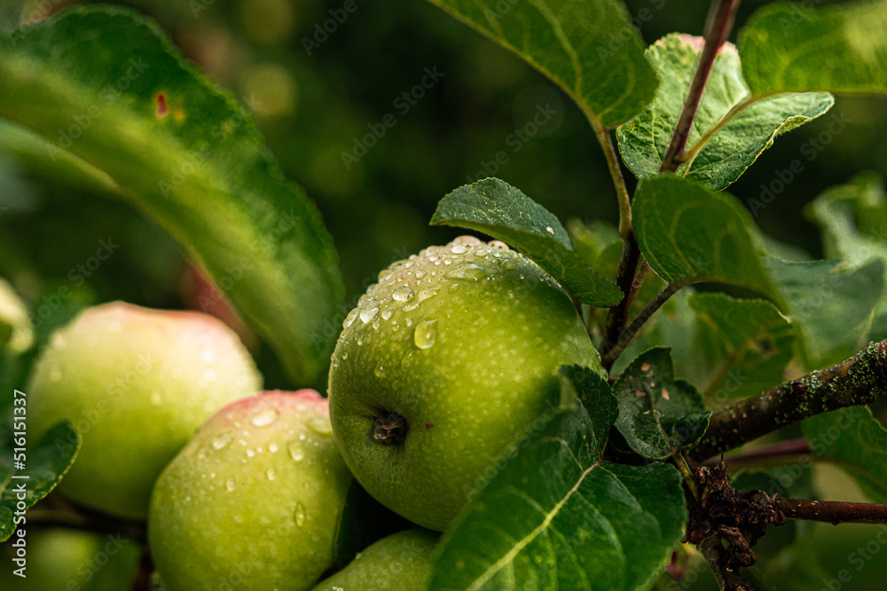Äpfel mit Regentropfen am Baum Äpfel mit Regentropfen am Baum