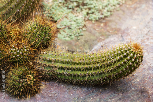 Cactus phallic shape. Funny Prickly Cactus Penis close-up with little cactuses and  big cactus in Botanical Garden.  Argentine Giant Cactus photo