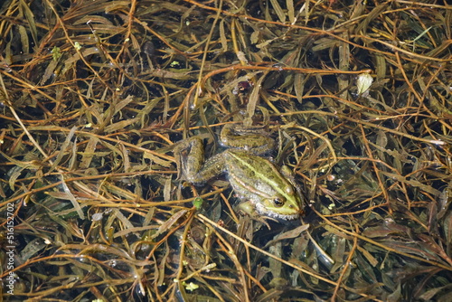 Frosch 