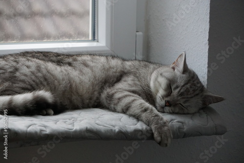 Cat / Katze