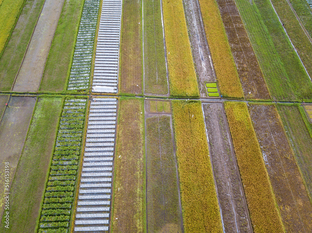Beautiful rice fields seen from the aerial view