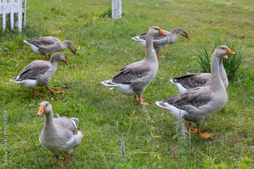 A flock of geese grazes on the lawn. Domestic birds eat green grass A flock of geese grazes on the lawn. Domestic birds eat green grass
