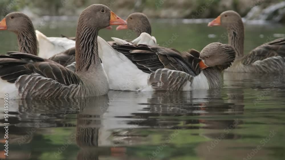 Greylag goose family swimming in the water. Greylag goose family swimming in the water.