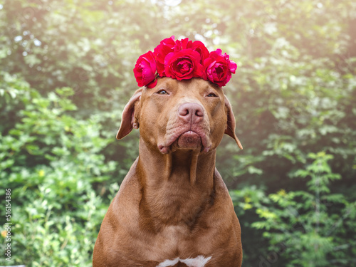 Lovable  pretty brown puppy and bright flowers. Closeup  outdoors. Studio shot. Congratulations for family  relatives  loved ones  friends and colleagues. Pets care concept
