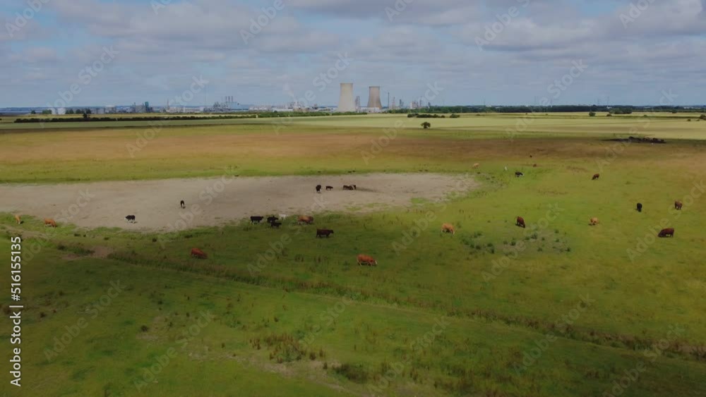 Cows grazing in British countryside, field. Farmland, English countryside summer. Filmed with DJI mavic mini 2 Drone. East Yorkshire.UK 09.07.2022 Cows grazing in British countryside, field. Farmland, English countryside summer. Filmed with DJI mavic mini 2 Drone. East Yorkshire.UK 09.07.2022