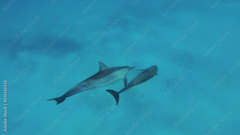 Inhabitants of the Red Sea Inhabitants of the Red Sea