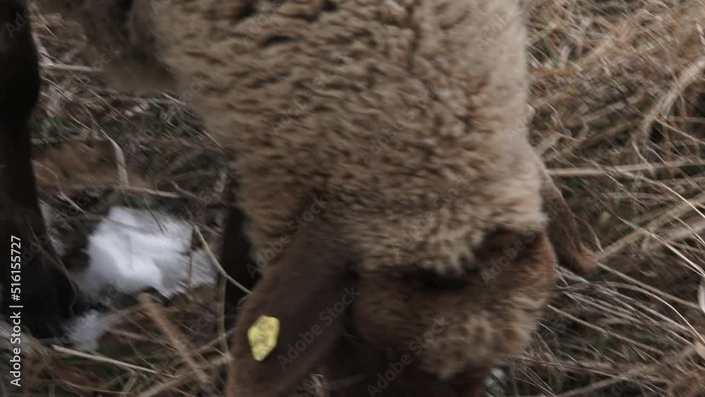 A hungry sheep is looking for some green fresh grass from underneath the snow. she is digging and moving dry grass and snow with her nose in a close up shot.