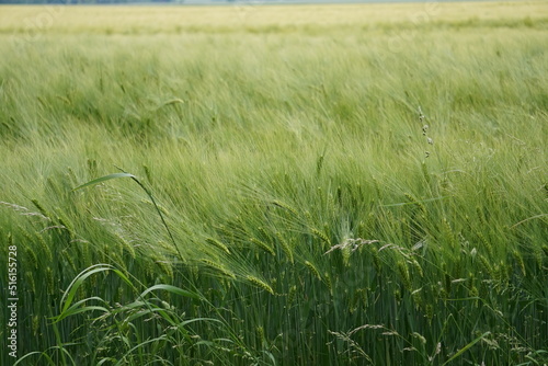 Natur (Germany)