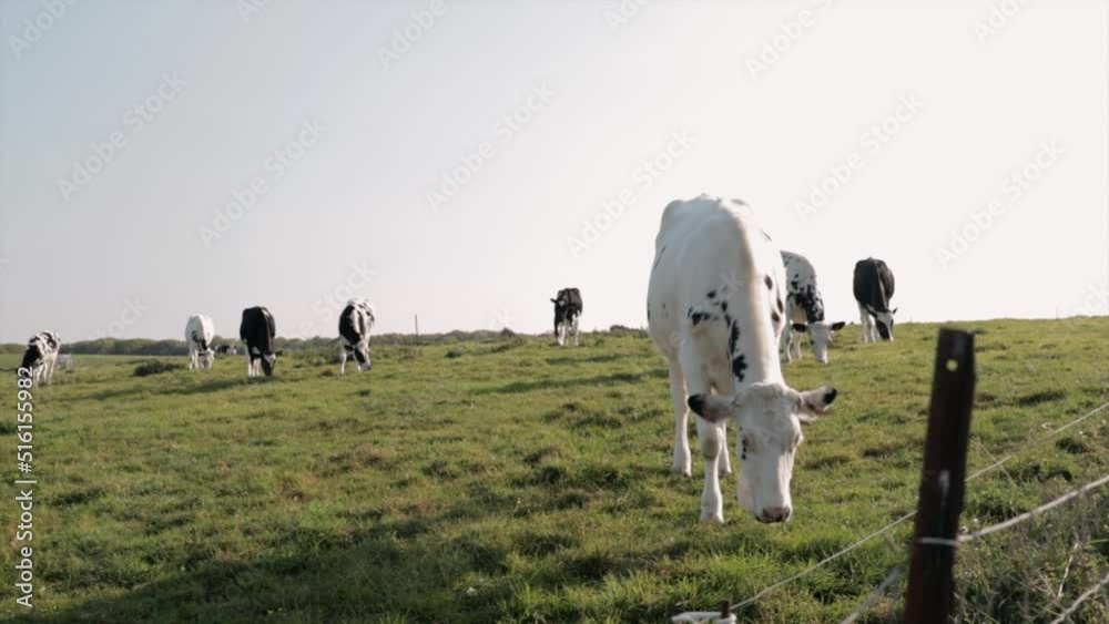Vaches se promenant et broutant dans un pré au coucher du soleil près de Vaucottes en Normandie en France en Europe