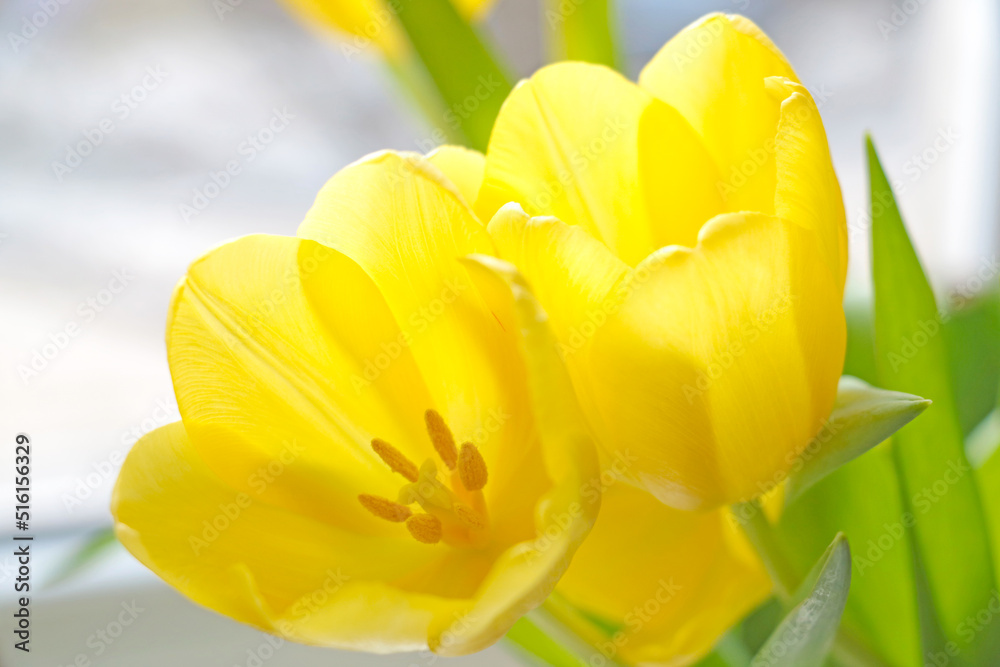 Close-up of a blooming and blooming yellow tulip. Close-up of a blooming and blooming yellow tulip.