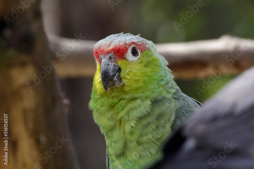 Red-crowned Parrot (Amazona viridigenalis) bird. High quality photo