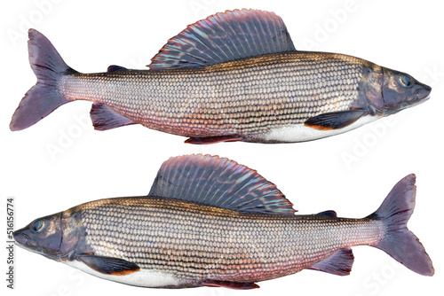 Arctic grayling fish isolated on white background. Freshwater fish. Amazing sport grayling fish isolated with clipping path photo