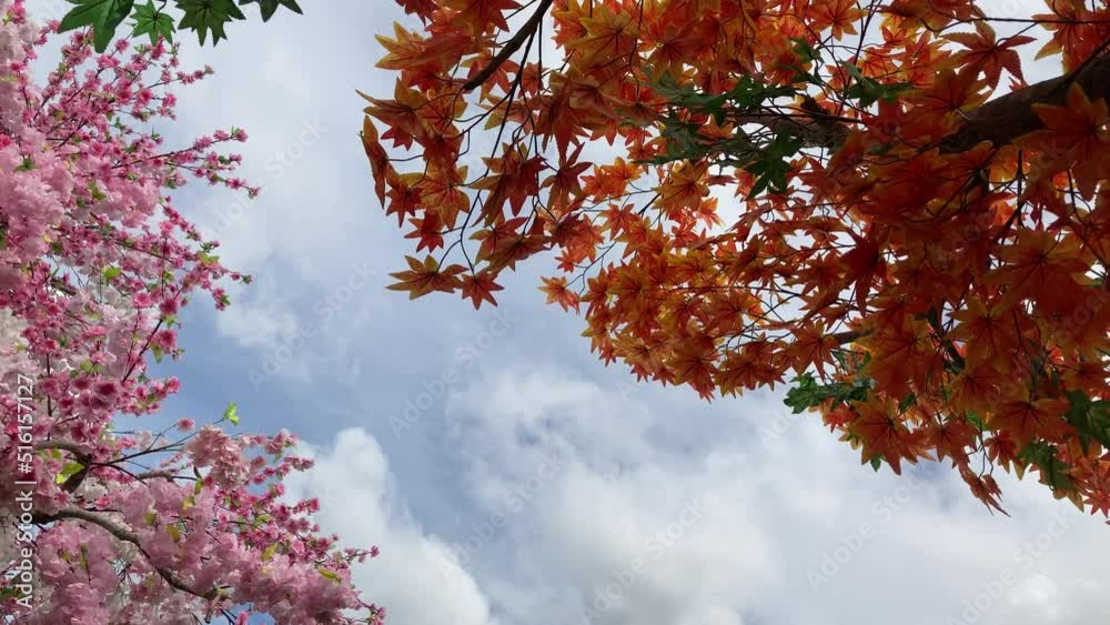 Cherry blossom flowers and maple leaves over blue sky and white cloud background Cherry blossom flowers and maple leaves over blue sky and white cloud background