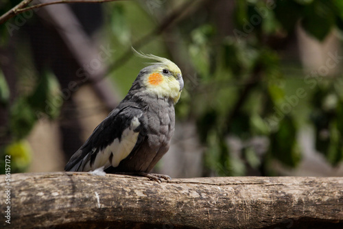 The cockatiel (Nymphicus hollandicus), also known as weiro bird, or quarrion, is a bird that is a member of its own branch of the cockatoo family endemic to Australia.