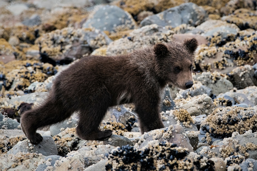 Fototapeta premium Tier Baby - Ein drei Monate alter niedlicher Grizzlybär - Alaska