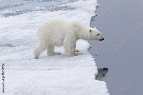 Polar bear (Ursus maritimus), female walking on pack ice, Svalbard Archipelago, Barents Sea, Arctic, Norway