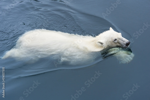 Foto Polar Bear (Ursus maritimus) swimming, Svalbard Archipelago, Norway