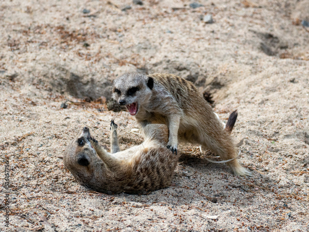 Fototapeta premium Two meerkats play fighting on sand