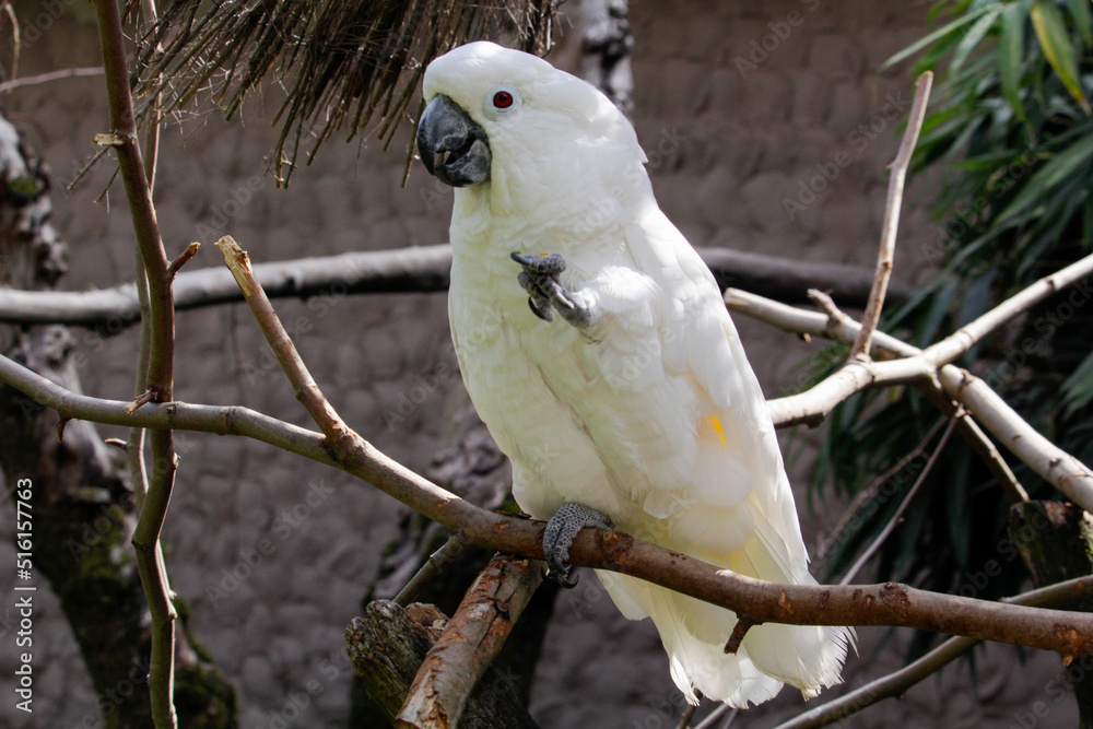 White cockatoo. Cacatua alba is sitting on a branch. High quality photo