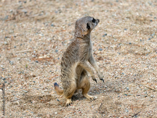 Photography Meerkat standing up and looking back