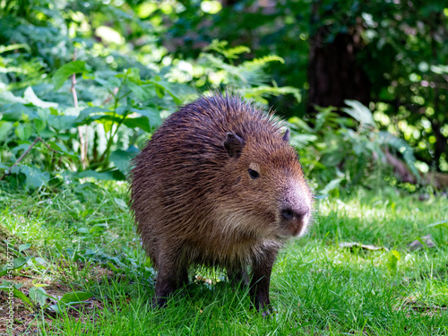 Capybara on green grass looking right