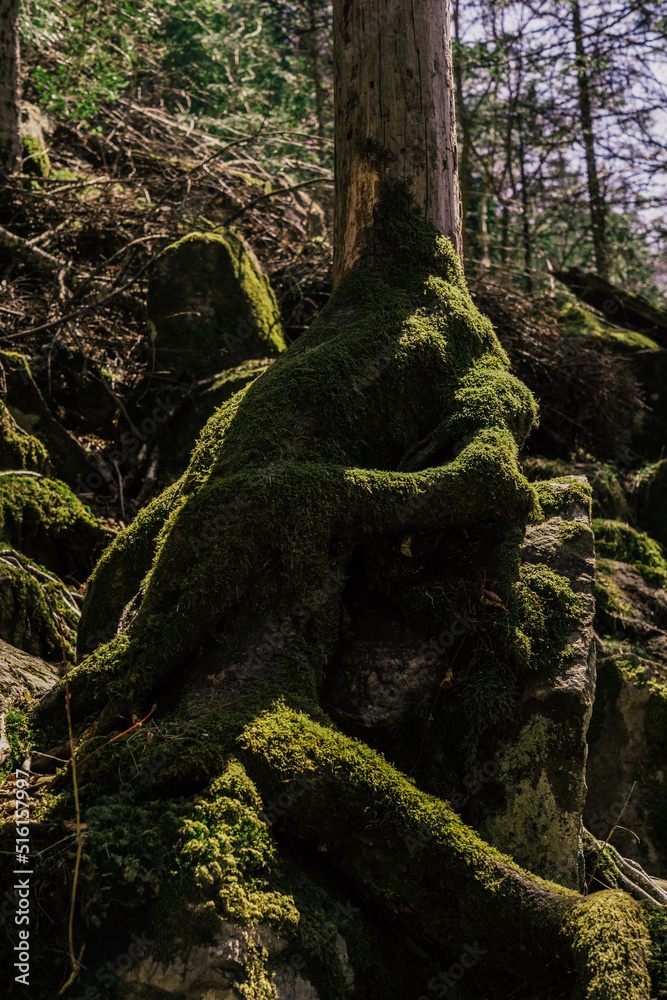 huge boulders in the forest huge boulders in the forest