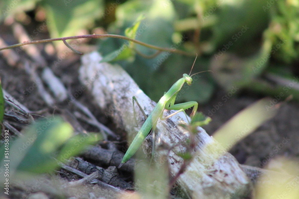 Mante Religieuse Mantis religiosa, protection de la nature et biodiversité Mante Religieuse Mantis religiosa, protection de la nature et biodiversité
