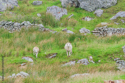 Sheep in a meadow on green grass.