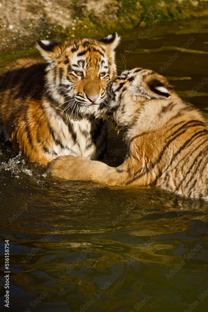 Junger Sibirischer Tiger (Panthera tigris altaica)

