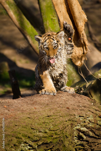 Verspielter junger Sibirischer Tiger  Panthera tigris altaica 