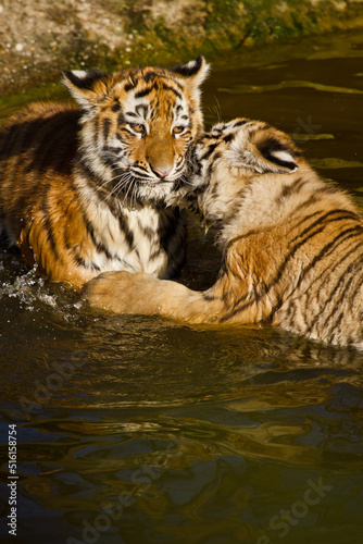 Junger Sibirischer Tiger (Panthera tigris altaica) 