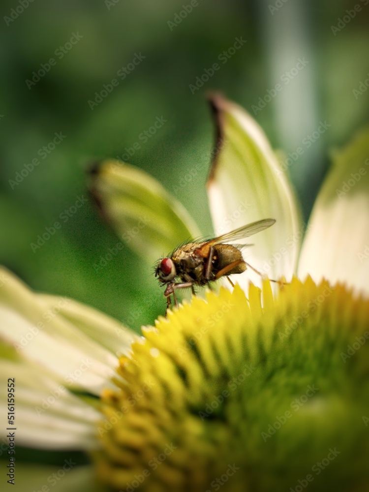 fly on a flower fly on a flower
