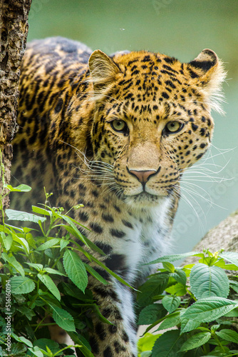 Nordchinesischer Leopard  Panthera pardus japonensis 