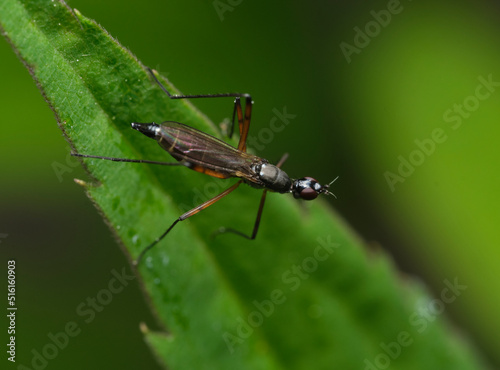 maleńki owad na liściu © Krzysztof