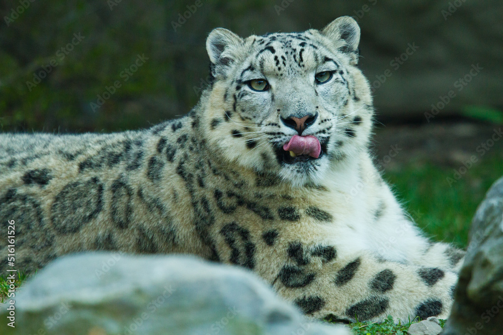 Obraz premium Schneeleopard im Zoo